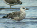 Goéland leucophée Larus michahellis