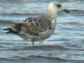 Goéland leucophée Larus michahellis