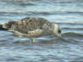 Goéland leucophée Larus michahellis