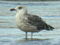 Goéland leucophée Larus michahellis