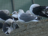 Goéland leucophée Larus michahellis