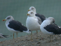 Goéland leucophée Larus michahellis