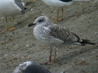 Goéland leucophée Larus michahellis