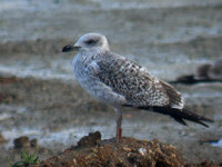 Goéland leucophée Larus michahellis