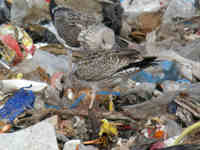 Goéland leucophée Larus michahellis