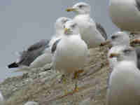 Goéland leucophée Larus michahellis