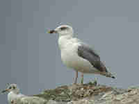 Goéland leucophée Larus michahellis