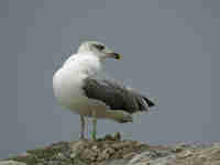 Goéland leucophée Larus michahellis