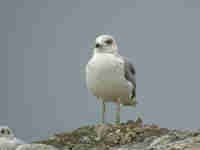 Goéland leucophée Larus michahellis