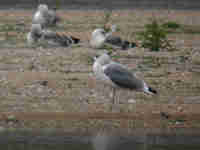 Goéland leucophée Larus michahellis