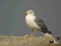 Goéland leucophée Larus michahellis