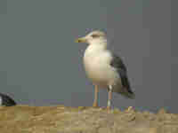 Goéland leucophée Larus michahellis