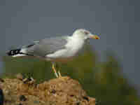 Goéland leucophée Larus michahellis