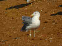 Goéland leucophée Larus michahellis