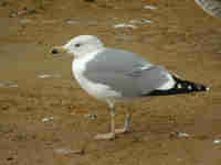 Goéland leucophée Larus michahellis 26CB