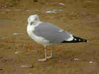 Goéland leucophée Larus michahellis 26CB