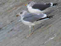 Goéland leucophée Larus michahellis PDJH