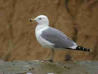 Goéland leucophée Larus michahellis 26CB