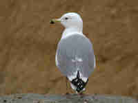 Goéland leucophée Larus michahellis 26CB