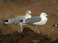 Goéland leucophée Larus michahellis PDJH