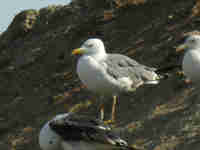 Goéland leucophée Larus michahellis