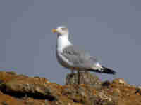 Goéland leucophée Larus michahellis