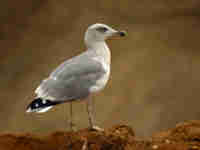 Goéland leucophée Larus michahellis 664N