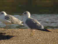 Goéland leucophée Larus michahellis PDJH