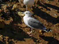 Goéland leucophée Larus michahellis 106S