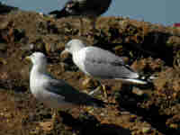 Goéland leucophée Larus michahellis 106S