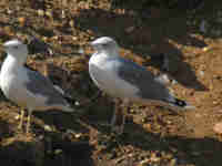 Goéland leucophée Larus michahellis 106S