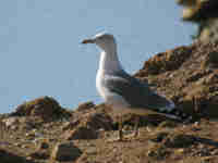 Goéland leucophée Larus michahellis B4CH