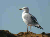 Goéland leucophée Larus michahellis B4CH