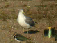 Goéland leucophée Larus michahellis PCUT