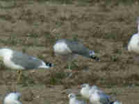 Goéland leucophée Larus michahellis PCUT