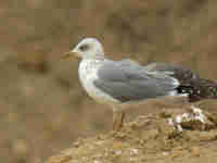 Goéland leucophée Larus michahellis