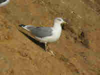 Goéland leucophée Larus michahellis B3JH