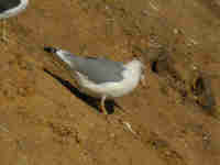 Goéland leucophée Larus michahellis B3JH