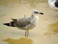 Goéland leucophée Larus michahellis 81X