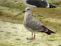 Goéland leucophée Larus michahellis 81X