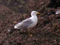 Goéland leucophée Larus michahellis B4CH