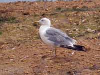 Goéland leucophée Larus michahellis 664N