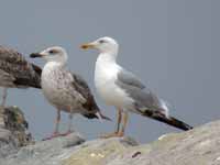 Goéland leucophée Larus michahellis 664N