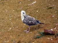 Goéland leucophée Larus michahellis 71X