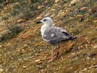 Goéland leucophée Larus michahellis 71X