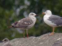 Goéland leucophée Larus michahellis 71X