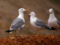 Goéland leucophée Larus michahellis