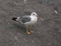 Goéland leucophée Larus michahellis 106S