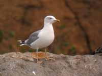 Goéland leucophée Larus michahellis 45AB