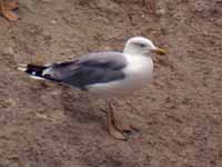 Goéland leucophée Larus michahellis 45AB